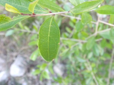 Forestiera segregata, photographed by chloe ⋆˚꩜｡