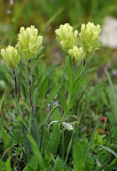 Castilleja pulchella, photographed by Todd Boland