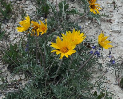 Balsamorhiza incana, photographed by Todd Boland