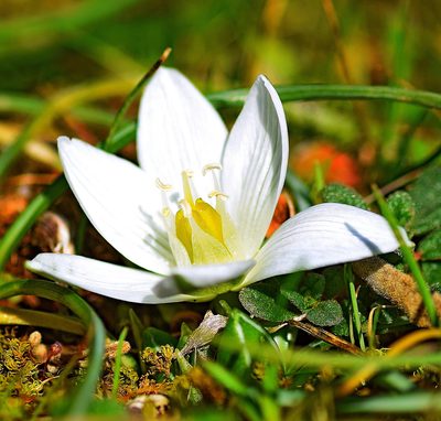 Ornithogalum sigmoideum, photographed by Kostas Zontanos
