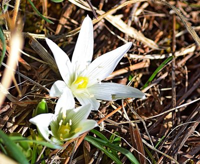 Ornithogalum sigmoideum, photographed by Kostas Zontanos