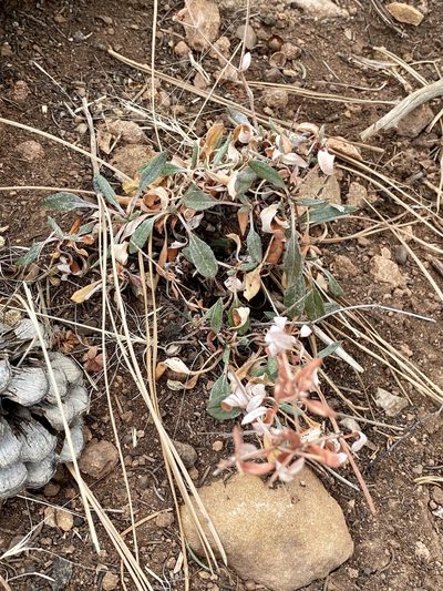 Eriogonum wootonii, photographed by CK2AZ