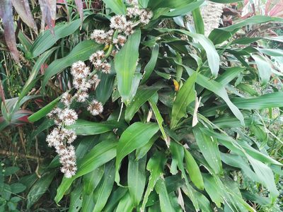 Dracaena fragrans, photographed by Elías Torres Arroyo