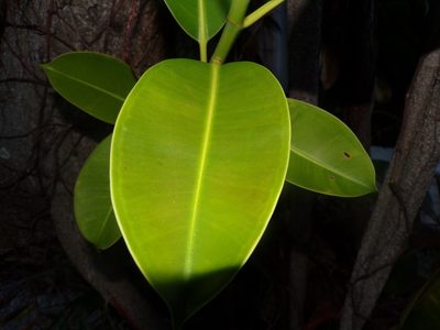 Ficus elastica, photographed by chloe ⋆˚꩜｡