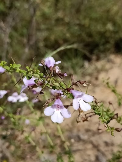Prostanthera spinosa, photographed by Matthew Lincoln