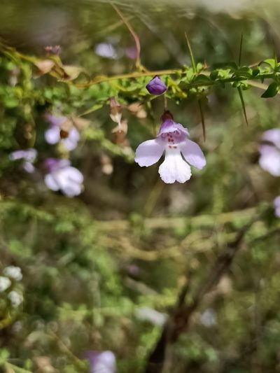 Prostanthera spinosa, photographed by Matthew Lincoln
