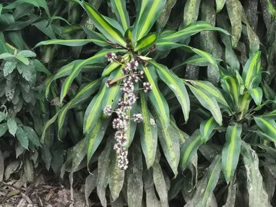 Dracaena fragrans, photographed by Elías Torres Arroyo