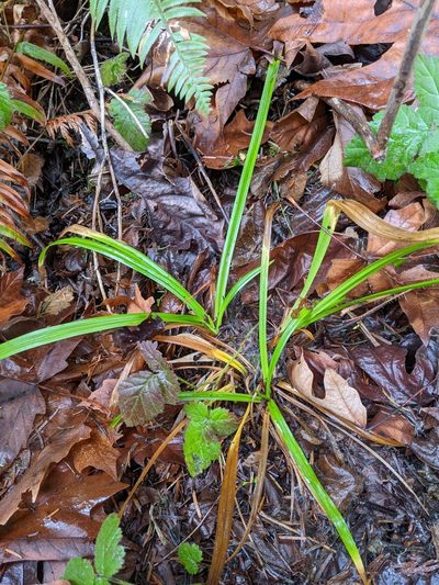 Carex hendersonii, photographed by John A Haskins
