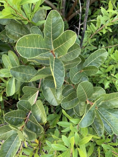 Pisonia rotundata, photographed by Thomas Irvine