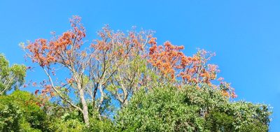 Erythrina falcata, photographed by Edson Luis Fabro Gasperin