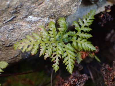 Aspidotis californica, photographed by George Williams