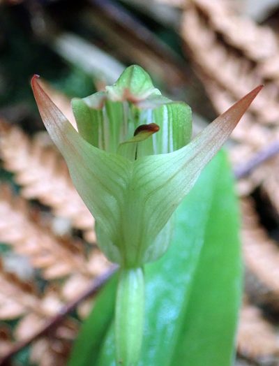 Pterostylis silvicultrix, photographed by Peter de Lange