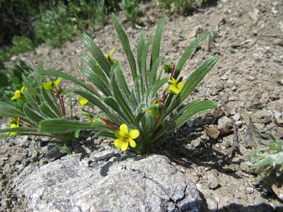 Viola pusilla, photographed by Nicolás Lavandero