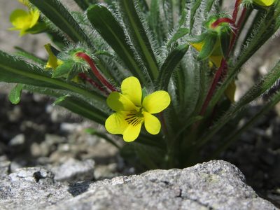 Viola pusilla, photographed by Nicolás Lavandero