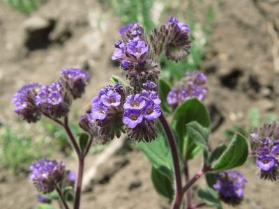 Phacelia brachyantha, photographed by Nicolás Lavandero