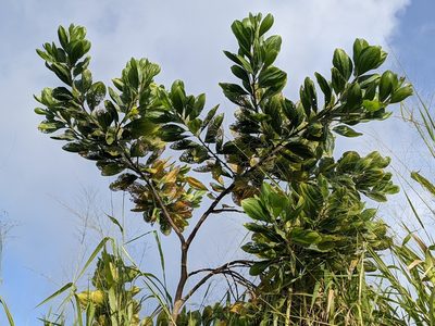 Acacia mangium, photographed by Zoltán Stekkelpak