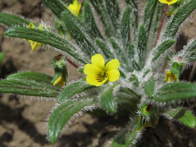 Viola pusilla, photographed by Nicolás Lavandero
