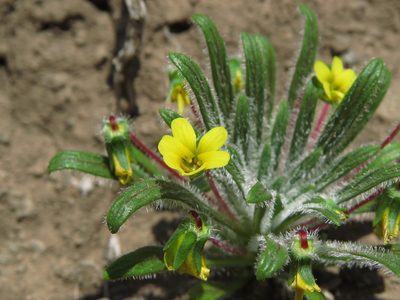 Viola pusilla, photographed by Nicolás Lavandero