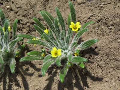 Viola pusilla, photographed by Nicolás Lavandero