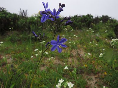 Pasithea caerulea, photographed by Nicolás Lavandero