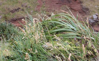 Poa chathamica, photographed by Peter de Lange