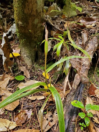 Pterostylis cardiostigma, photographed by rempson