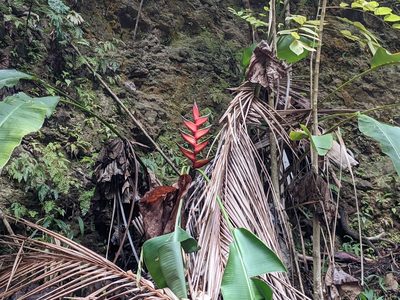 Heliconia bihai, photographed by Zoltán Stekkelpak