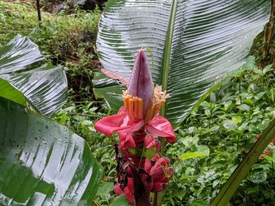 Musa velutina, photographed by Zoltán Stekkelpak