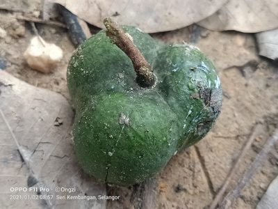 Hevea brasiliensis, photographed by Ong Jyh Seng