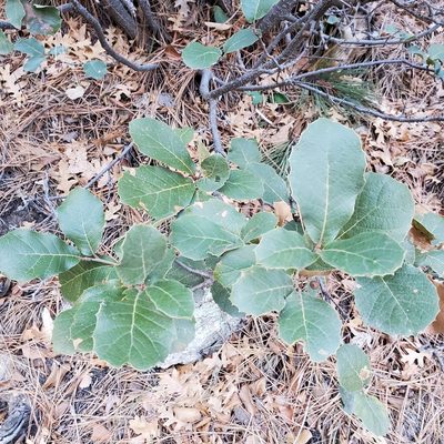 Quercus rugosa, photographed by Dan Horowitz