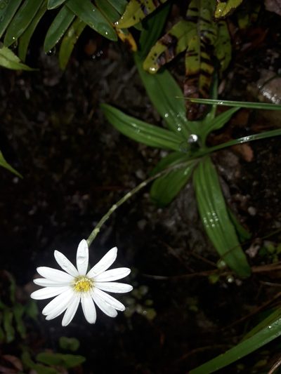 Celmisia adamsii, photographed by naturewatchwidow