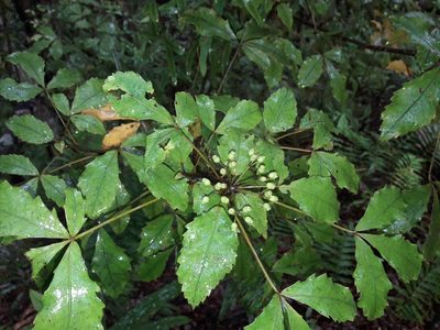 Pseudopanax discolor, photographed by naturewatchwidow