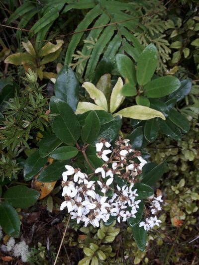 Olearia townsonii, photographed by naturewatchwidow