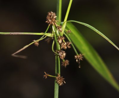 Scirpus hattorianus, photographed by aarongunnar