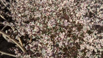 Tidestromia suffruticosa, photographed by velodrome