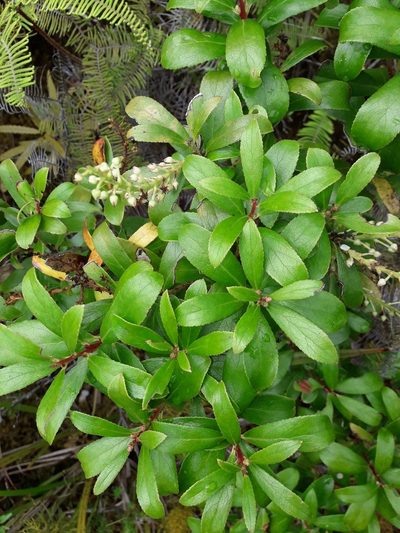 Gaultheria paniculata, photographed by naturewatchwidow