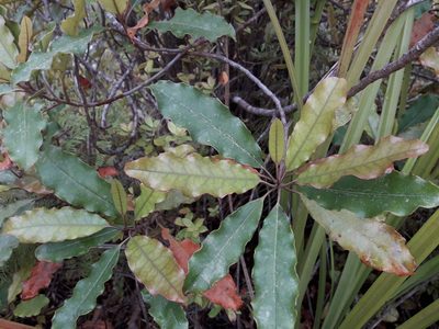 Quintinia serrata, photographed by naturewatchwidow