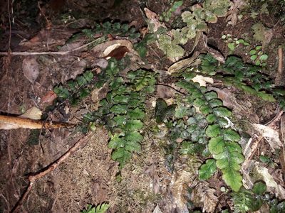 Cranfillia nigra, photographed by naturewatchwidow