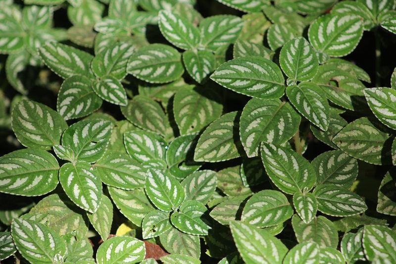 Impatiens marianae, photographed by Elías Torres Arroyo