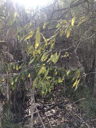 Sideroxylon lycioides, photographed by John Kees