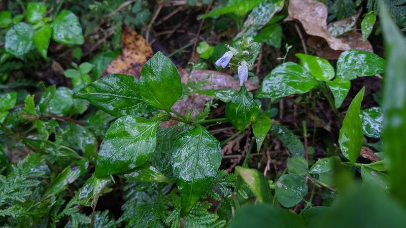 Rungia chinensis, photographed by Cheng-Te Hsu