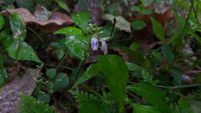 Rungia chinensis, photographed by Cheng-Te Hsu