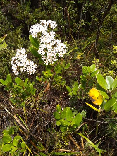 Olearia townsonii, photographed by Leon Perrie