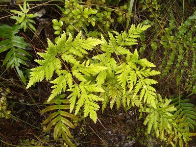 Loxsoma cunninghamii, photographed by Leon Perrie