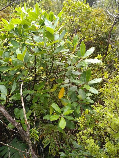 Pittosporum huttonianum, photographed by Leon Perrie