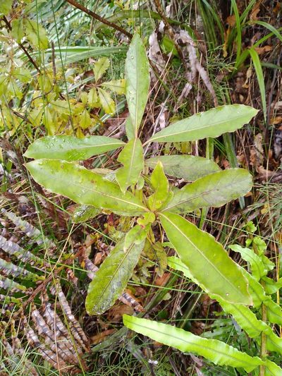 Coprosma dodonaeifolia, photographed by Leon Perrie