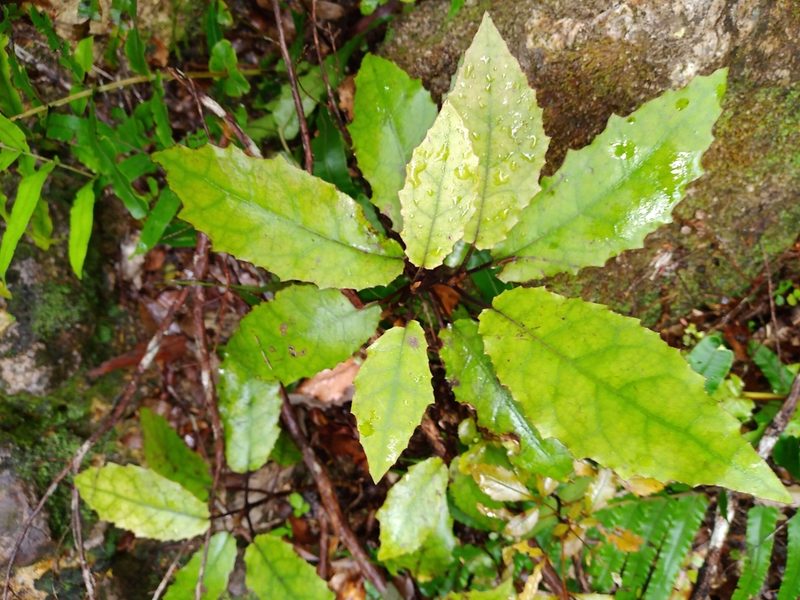 Brachyglottis myrianthos, photographed by Leon Perrie