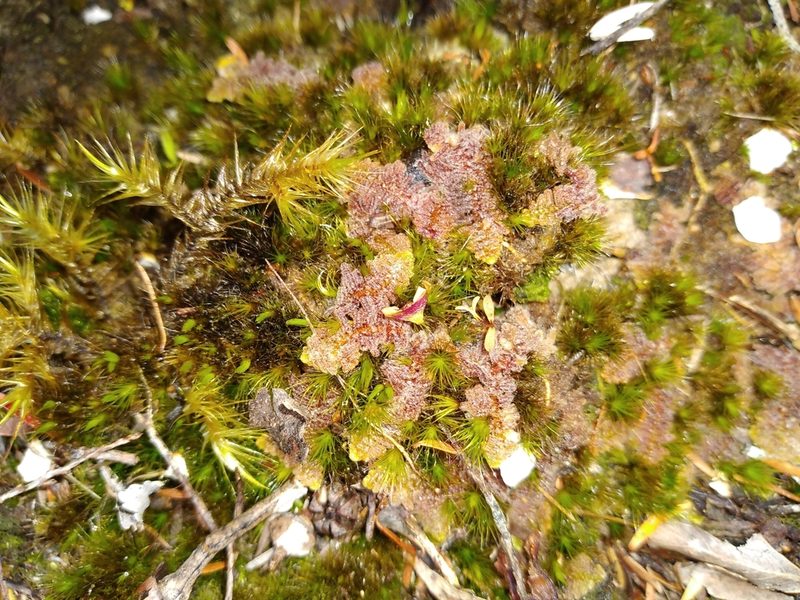 Herzogianthus vaginatus, photographed by Leon Perrie