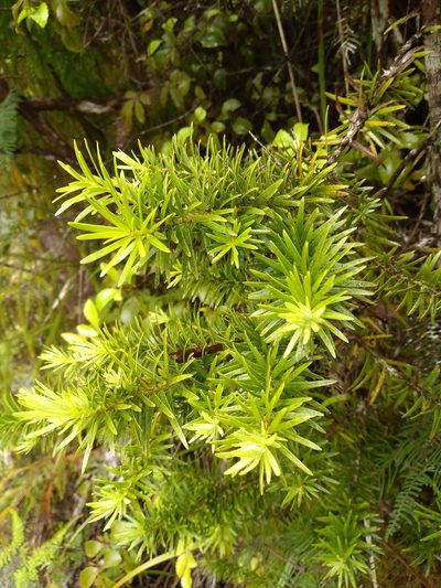 Halocarpus kirkii, photographed by Leon Perrie