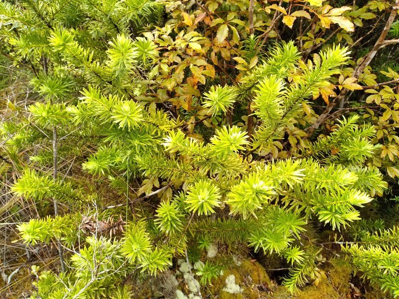 Halocarpus kirkii, photographed by Leon Perrie